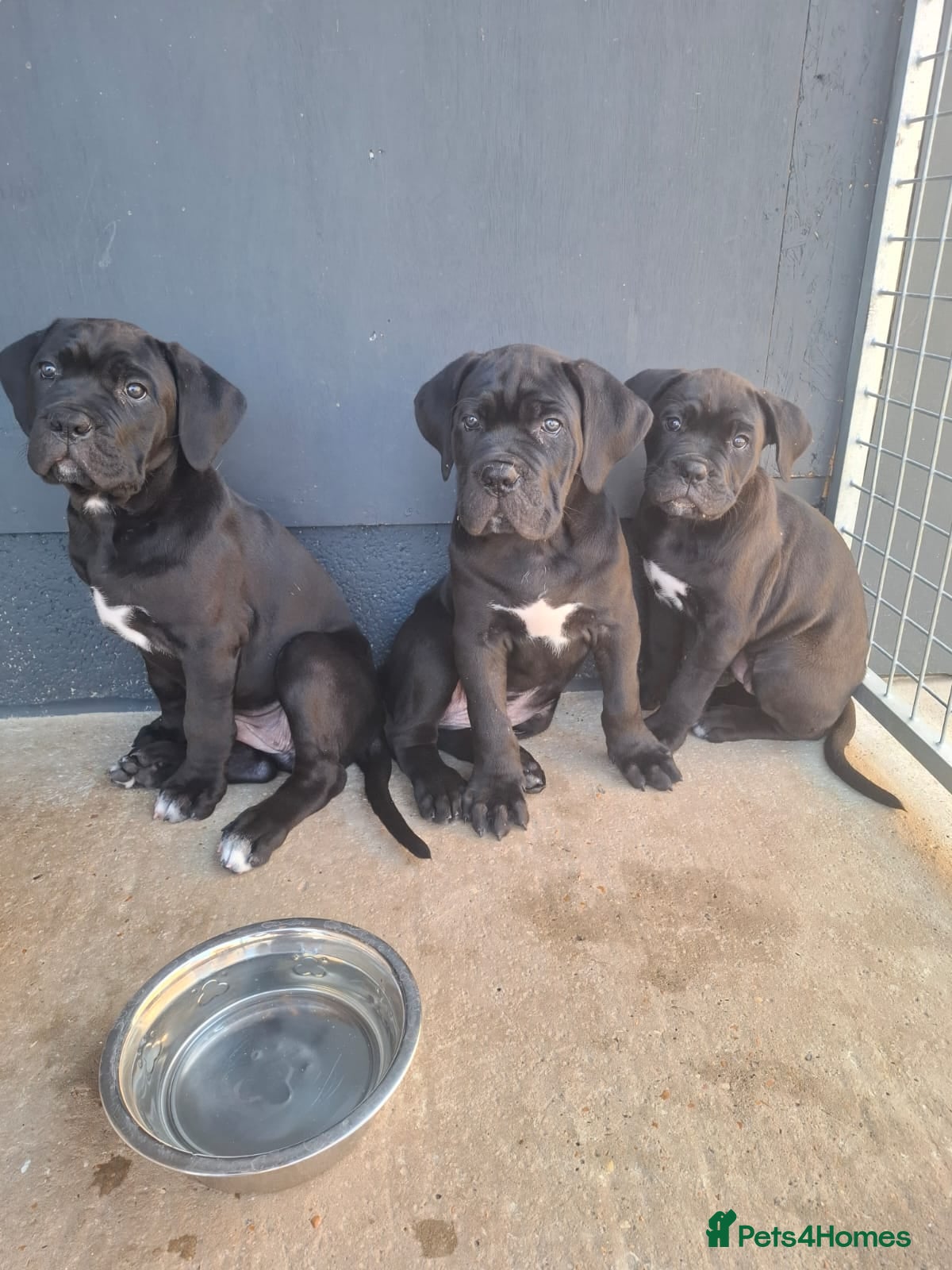 Cane Corso dogs CANE CORSO PUPPIES - Advert 1