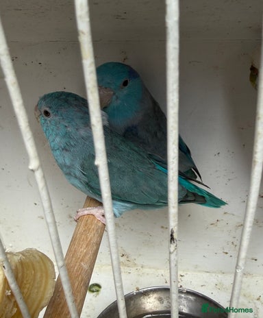 Curated visual reference: Fresh Look at Parrotlet Birds For Sale