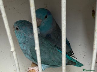 Parakeets birds - Advert 11