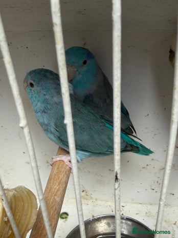 Parakeets birds - Advert 13
