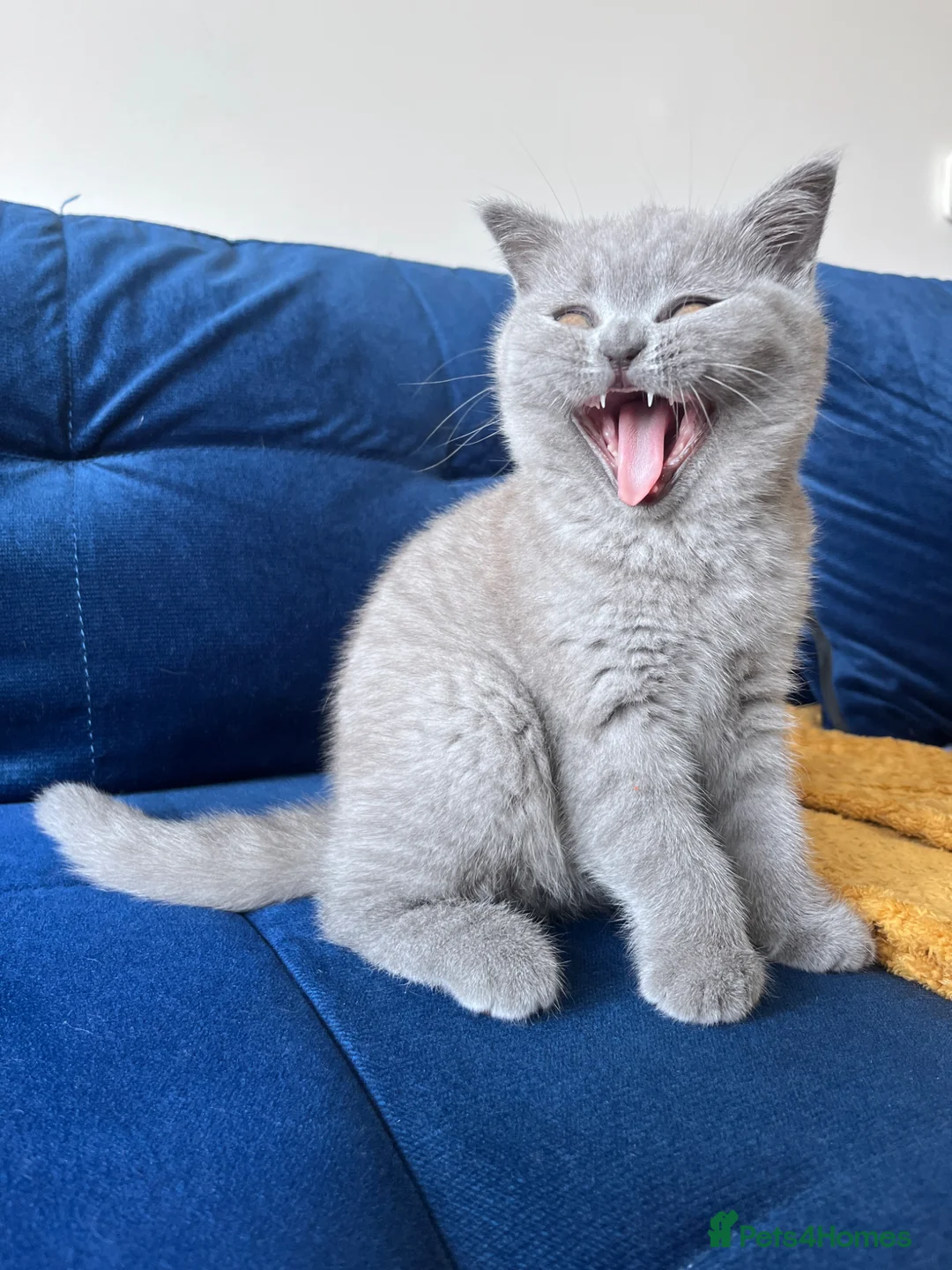 British Shorthair cats for sale: British Shorthair  in South Queensferry - Advert 2