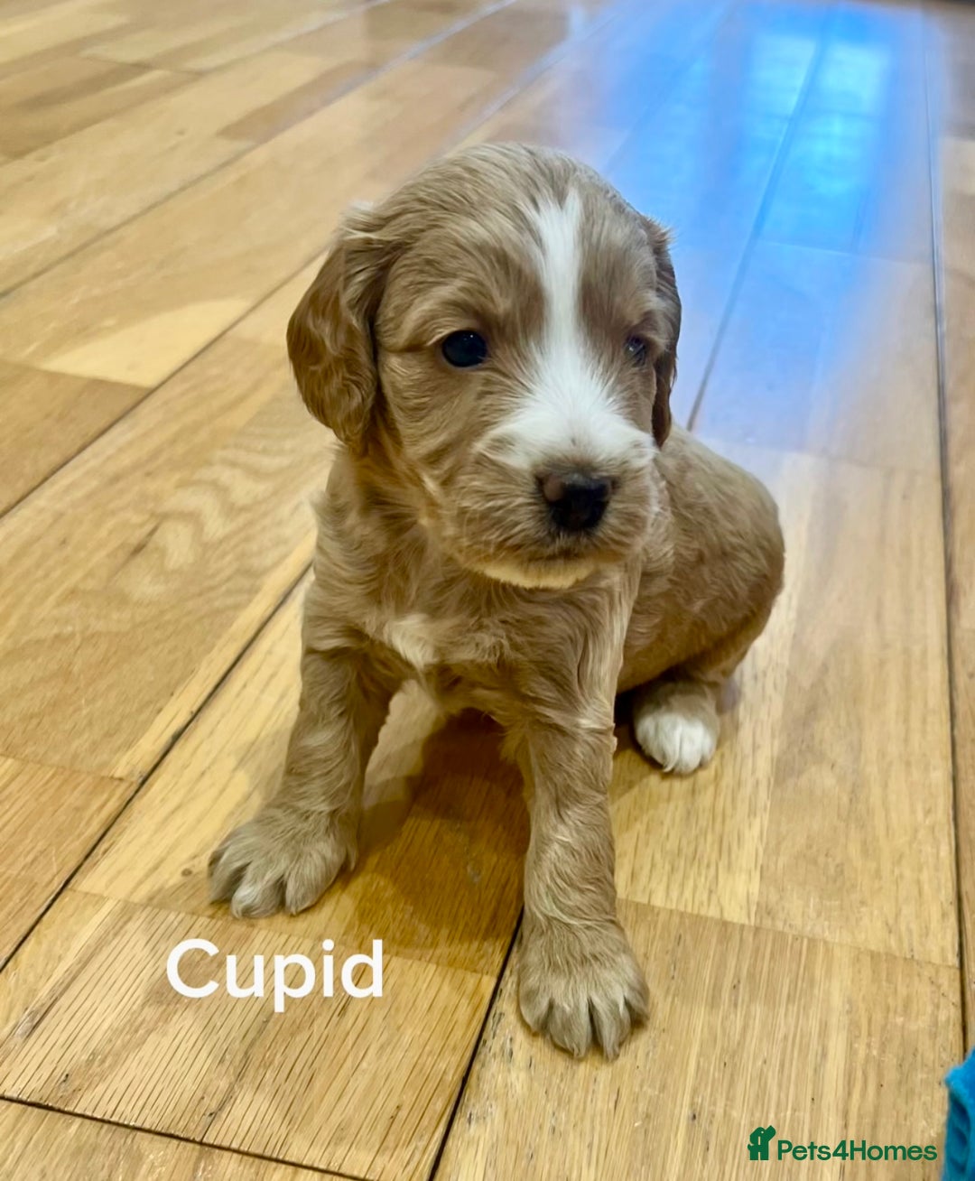 Cockapoo dogs for sale: ♥️Fabulous Toy Cockapoo Puppies Kc Reg Parents - Advert 6