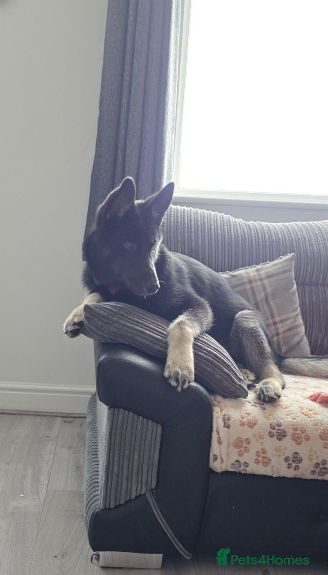 Shepsky dogs for sale: Male Shepsky For Sale - Image 4