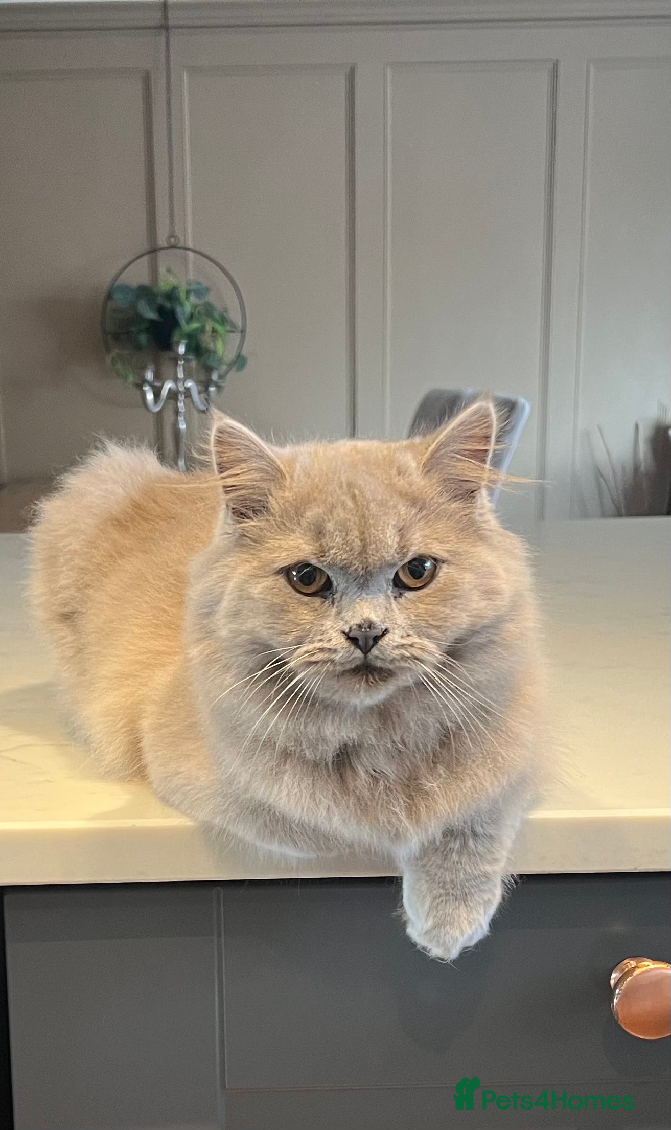 Scottish Fold cats Bear - 7 Months old Scottish straight  - Advert 10