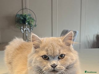 Scottish Fold cats - Advert 1