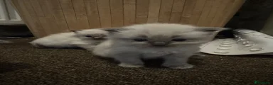 Ragdoll Kitten 3