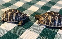 Tortoise reptiles for sale: Baby Tortoises Herman & Marginates - Image 10