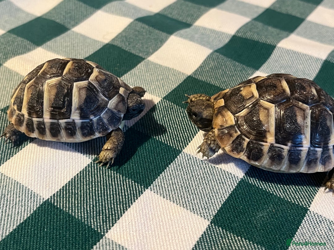 Tortoise reptiles for sale: Baby Tortoises Herman & Marginates - Image 10