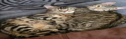 Bengal cats for sale: Female bengal cat in Birmingham - Advert 2