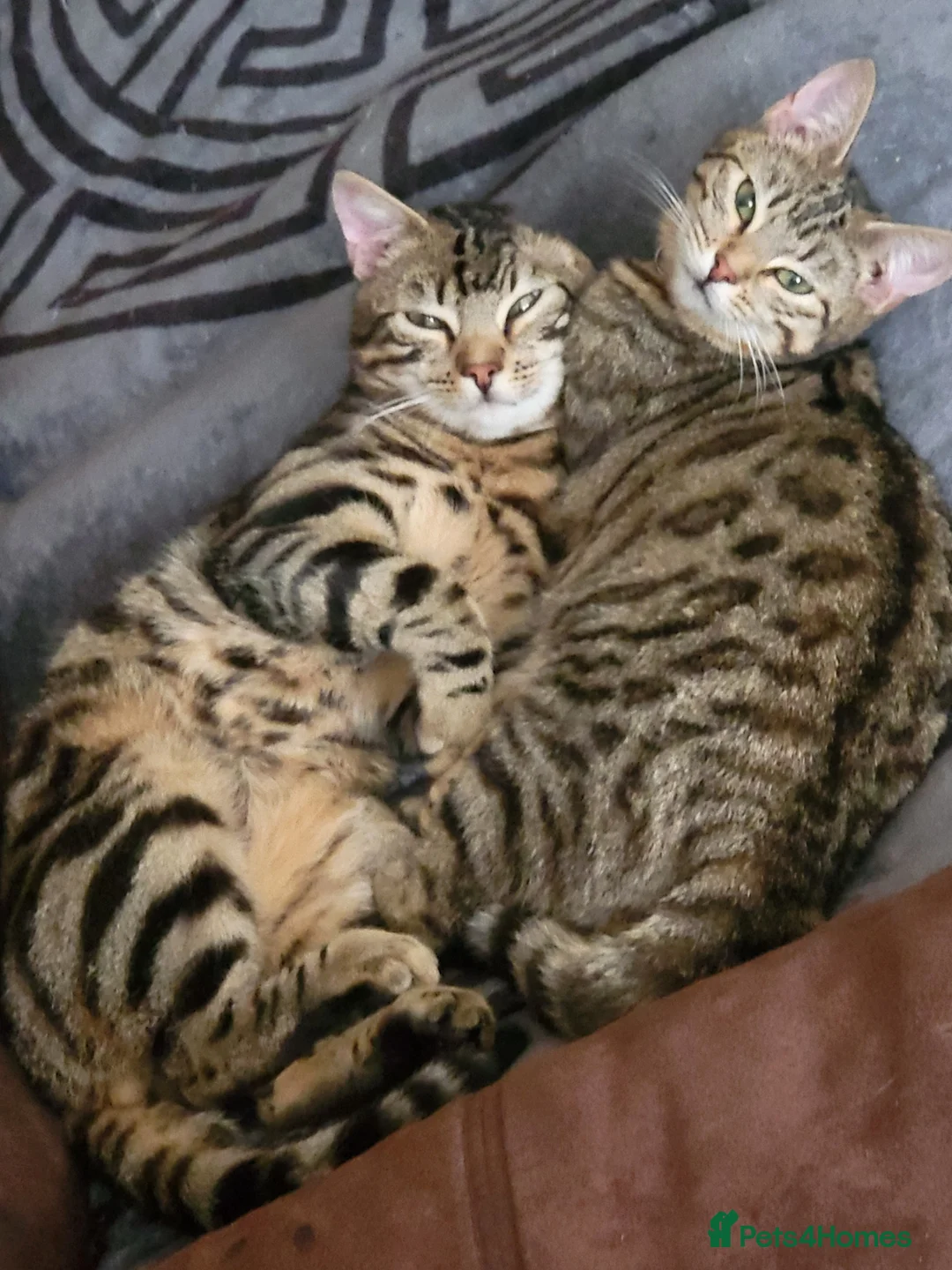 Bengal cats for sale: Female bengal cat in Birmingham - Advert 2