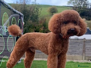 Toy Poodle dogs in Littleborough - Advert 22