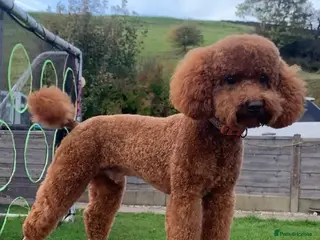 Toy Poodle dogs KC REG DNA Health Tested - RED Toy Poodle STUD in Littleborough - Advert 11