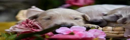 Golden Retriever dogs for sale: Beautiful Soft Gentle Golden Retrievers  in Sleaford - Advert 9