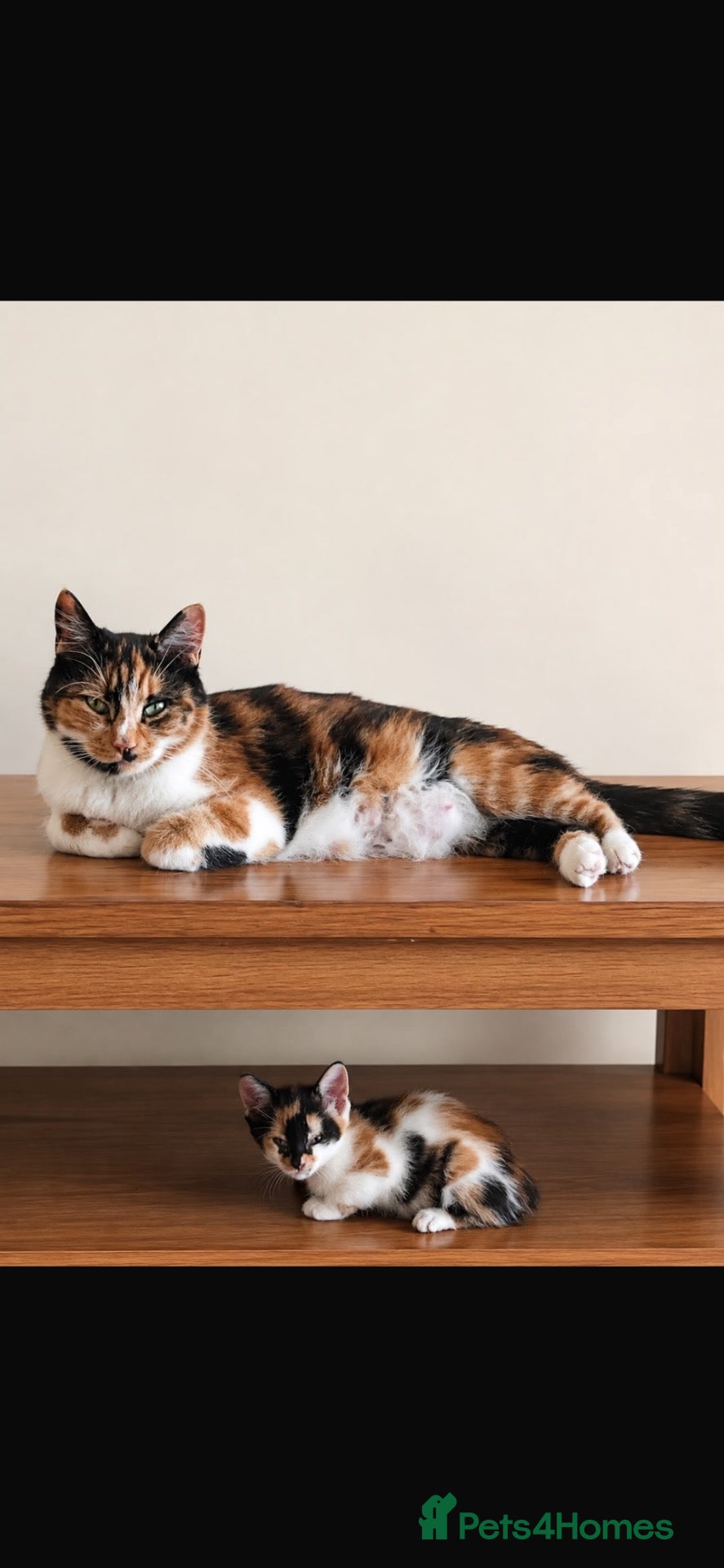 Mixed Breed cats Kitten for sale  - Advert 1