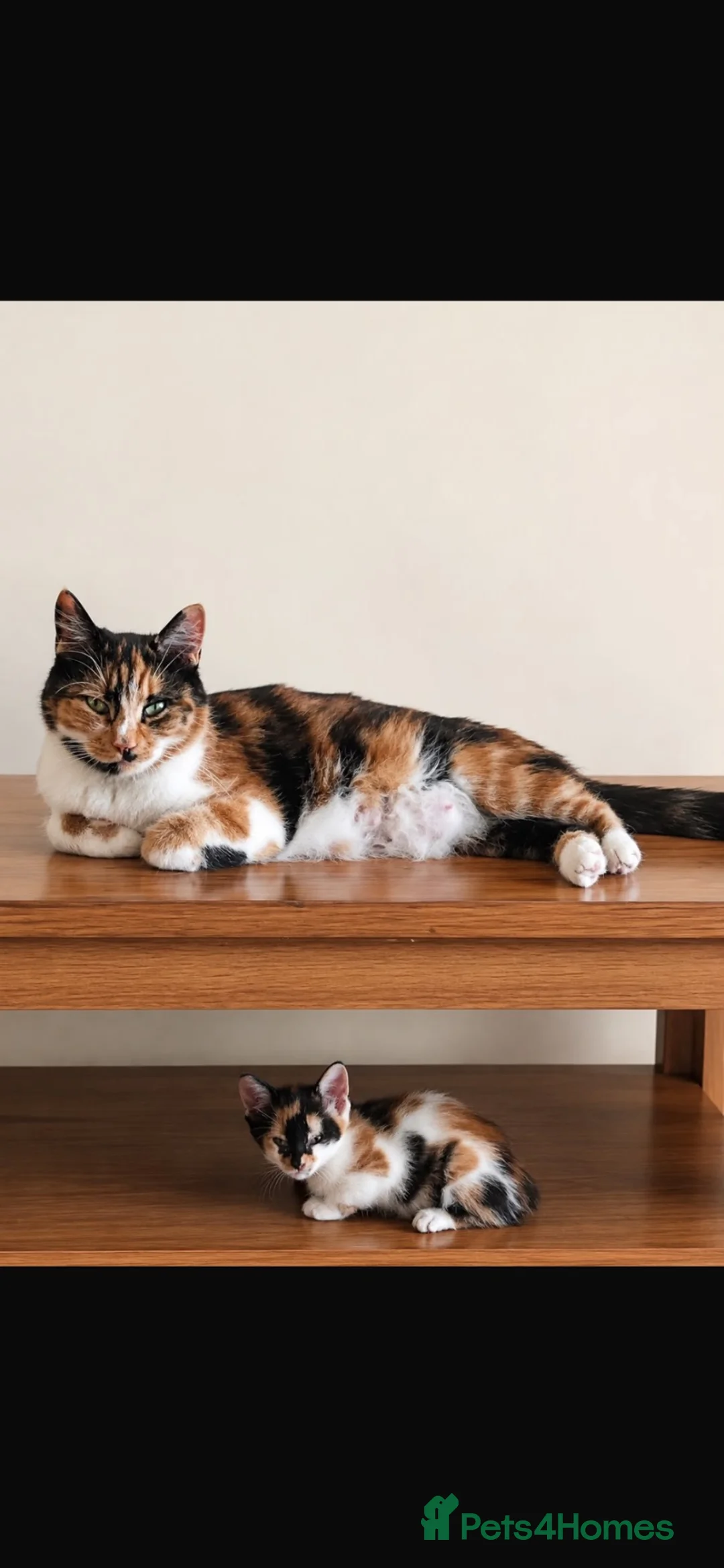 Mixed Breed cats for sale: Kitten for sale  - Advert 1