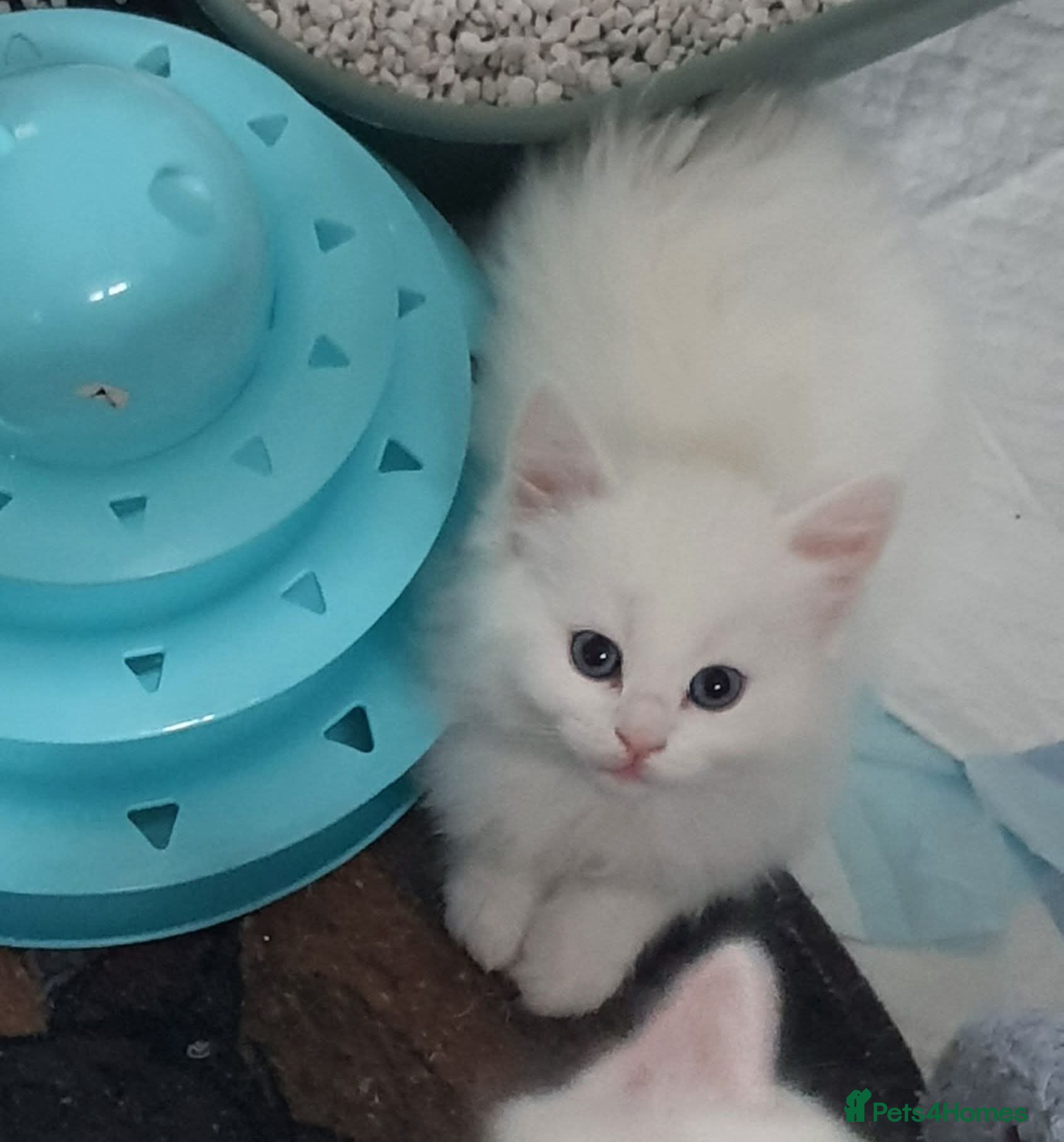 Turkish Angora cats Turkish angora x Ragdoll kittens - Advert 6