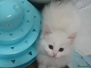 Turkish Angora cats Turkish angora x Ragdoll kittens - Advert 12