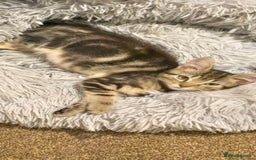 Domestic Shorthair cats for sale: Domestic shorthair - Image 2