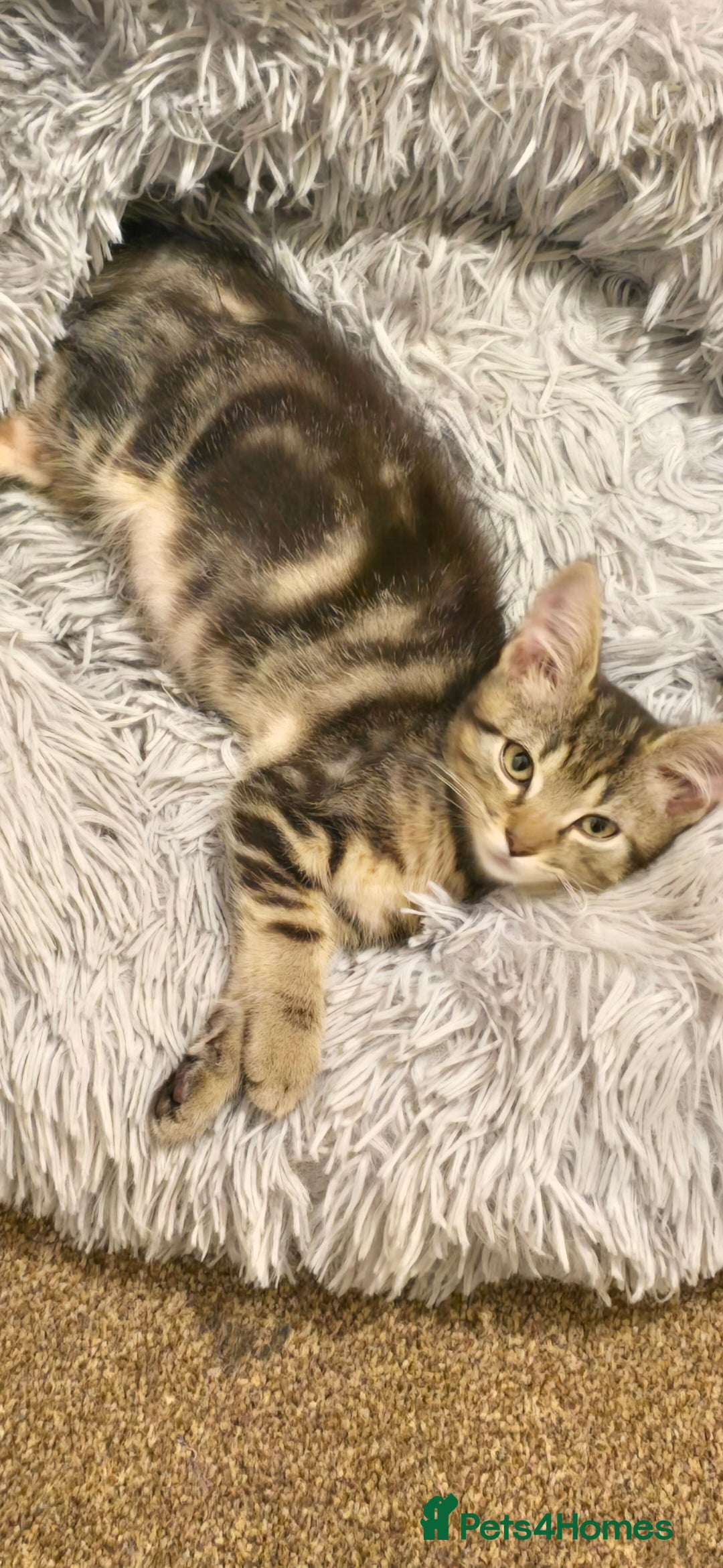 Domestic Shorthair cats for sale: Domestic shorthair - Image 2