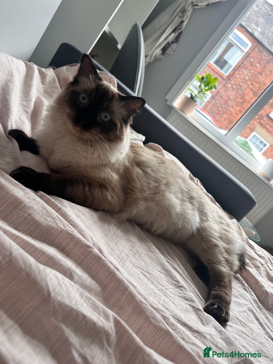 Ragdoll cats for stud: Beautiful Ragdoll Stud  - Image 3