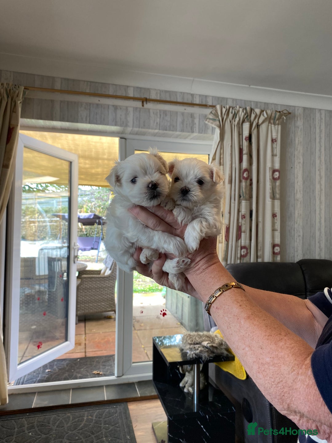 Maltese dogs for sale: Beautiful Maltese Puppies  - Image 6