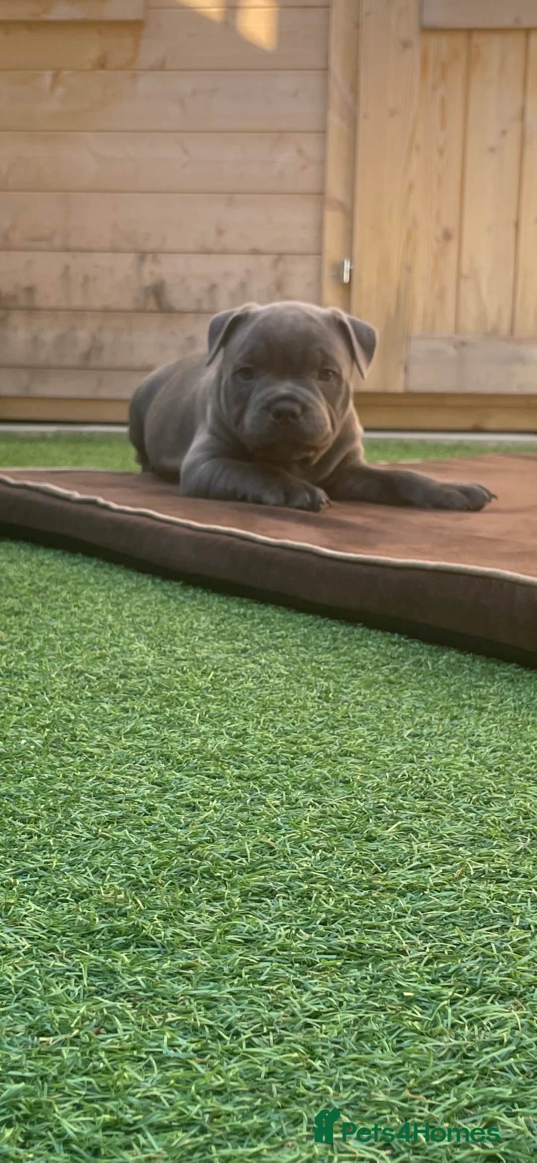 Staffordshire Bull Terrier dogs for stud: *THE UK'S TOP PRODUCING BLUE CHAMPION* in Faversham - Advert 17