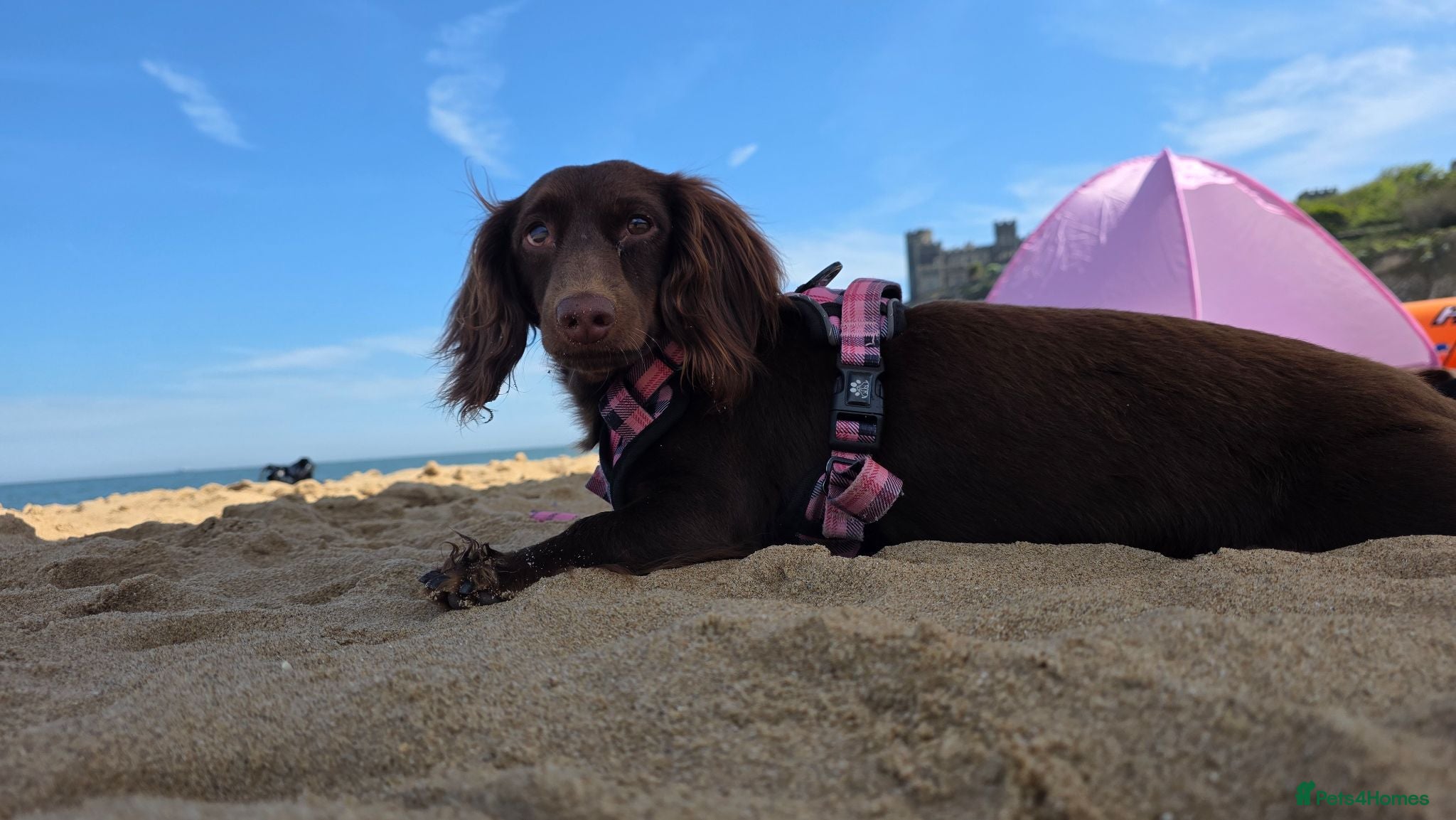 Miniature Dachshund dogs Mini dashunds puppies - Advert 1