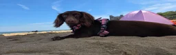 Miniature Dachshund dogs for sale: Mini dashunds puppies in Canterbury - Advert 1