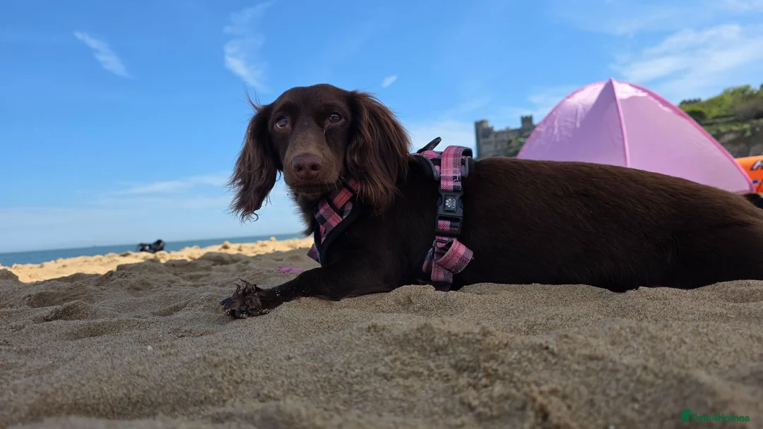Miniature Dachshund dogs for sale: Mini dashunds puppies in Canterbury - Advert 1