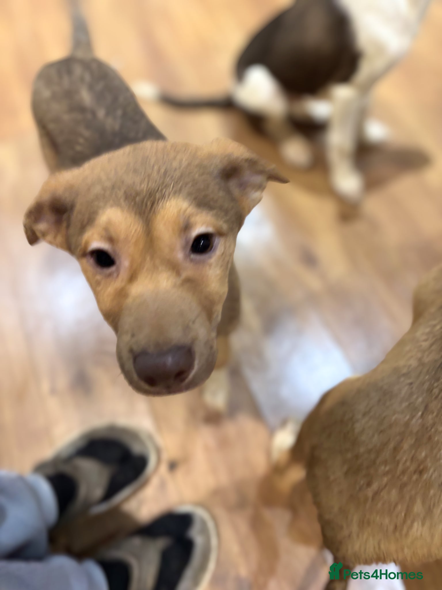 Mixed Breed dogs for sale: Mixed Breed Pups - Advert 21