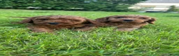 Cavapoo dogs for sale: DNA tested F1 Cavapoo puppies - Advert 9