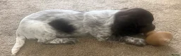 Cocker Spaniel dogs for sale: Working Cocker Spaniel Pups - Advert 5