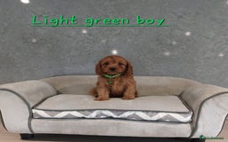 Cavapoo dogs for sale: Cavapoo F1 Puppies ❣️ - Image 15