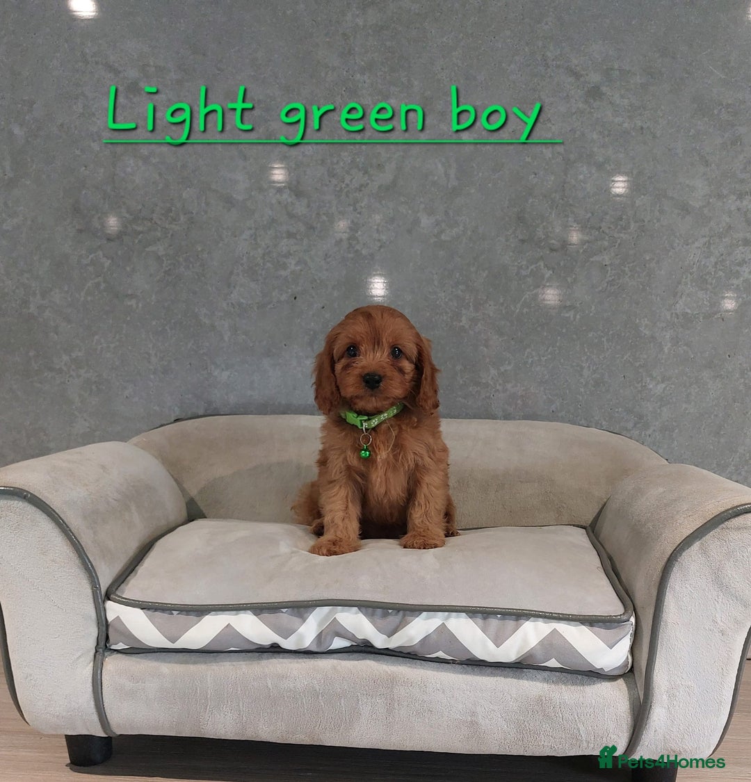 Cavapoo dogs for sale: Cavapoo F1 Puppies ❣️ - Image 15