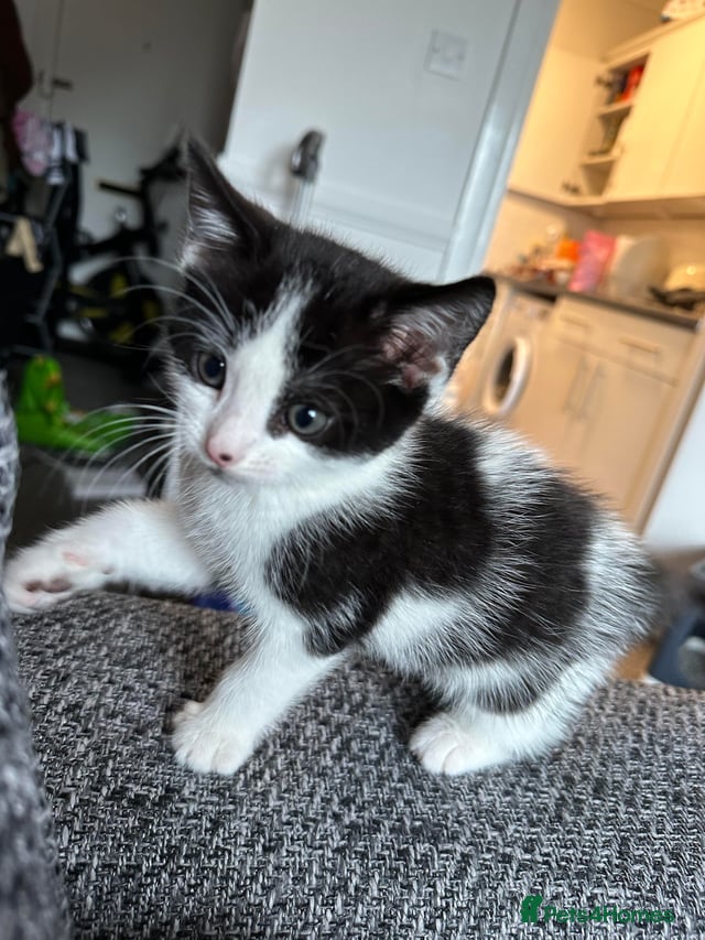 Mixed Breed cats Kitten for sale - Advert 2