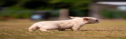 French Bulldog dogs for sale: Fluffy French Bull dogs HIGH QUALITY FRENCHIE in Ashford - Advert 5