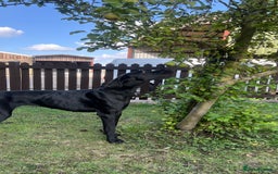 Great Dane dogs for sale: Female KC registered Great Dane - Image 6