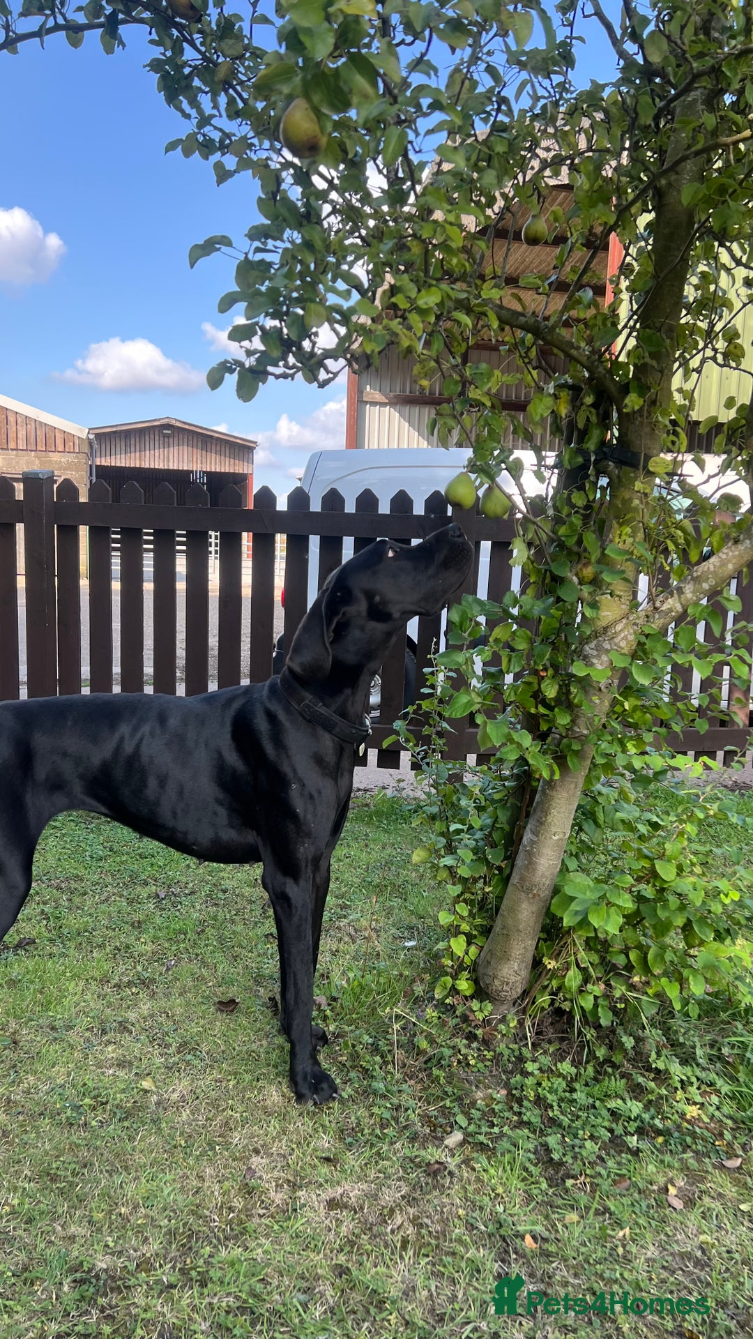 Great Dane dogs for sale: Female KC registered Great Dane - Image 6