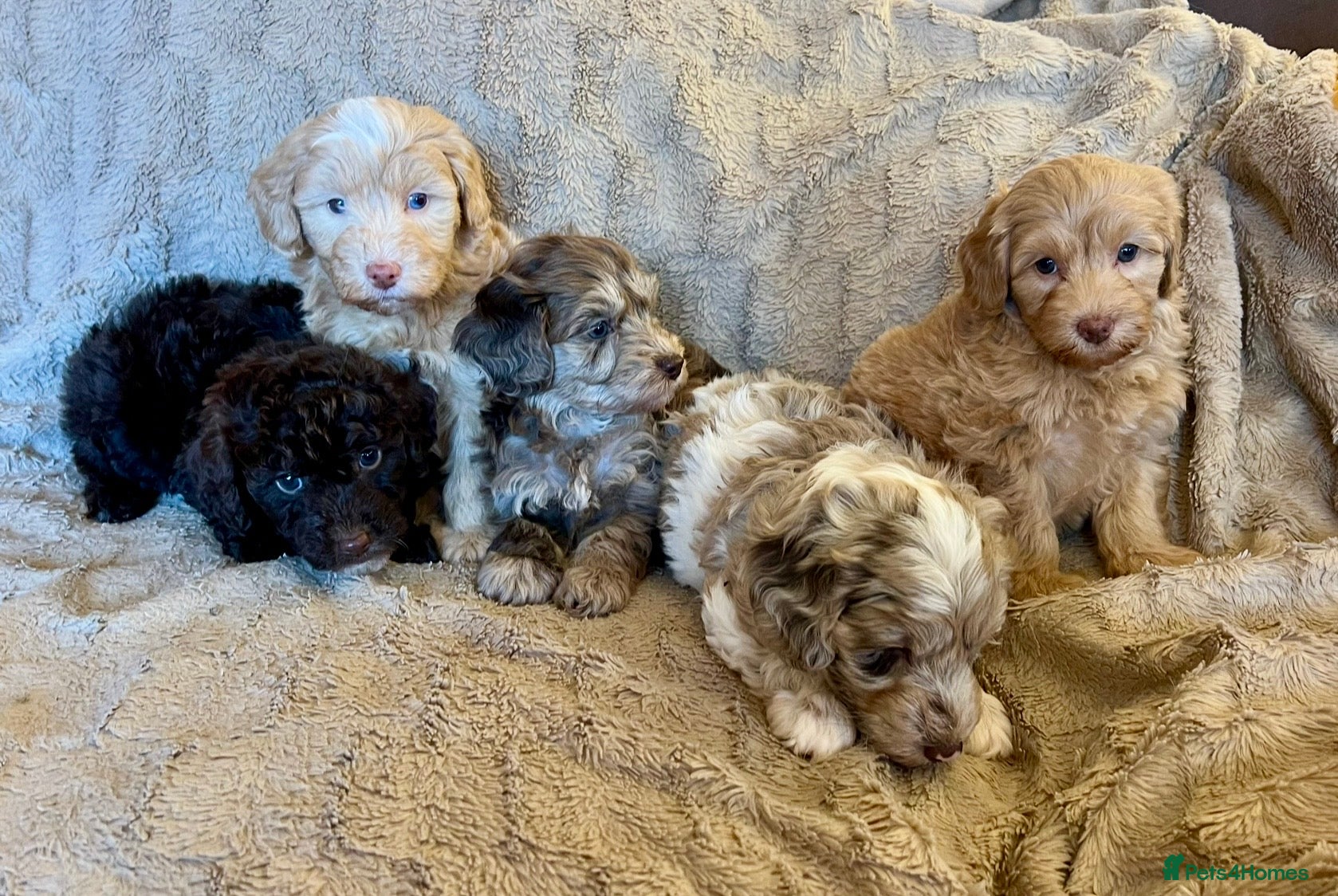 Labradoodle dogs Stunning Labradoodles From Health tested parents - Advert 2