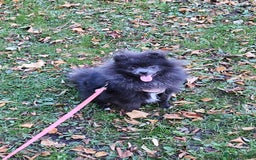 Pomeranian dogs for sale: Blue Pomeranian Girl 10 months old - Image 1