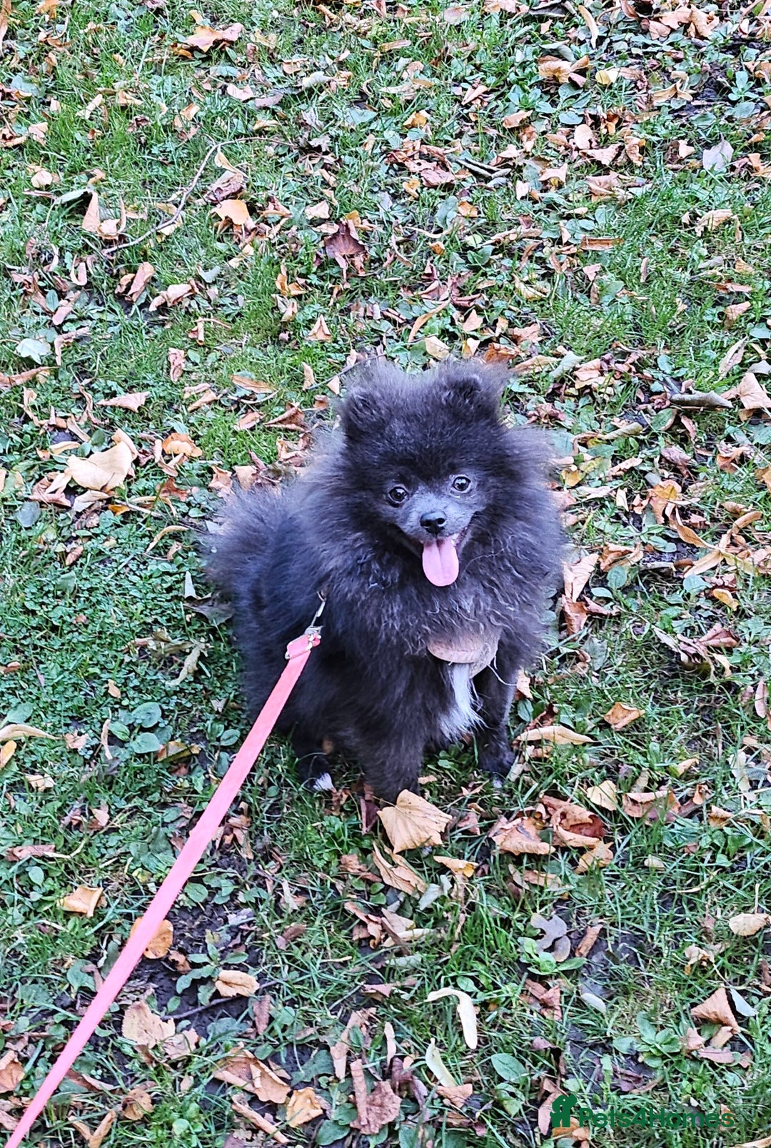 Pomeranian dogs for sale: Blue Pomeranian Girl 10 months old - Image 1