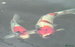 Koi Carp fish for sale: Beautiful Koi Fish - Image 2