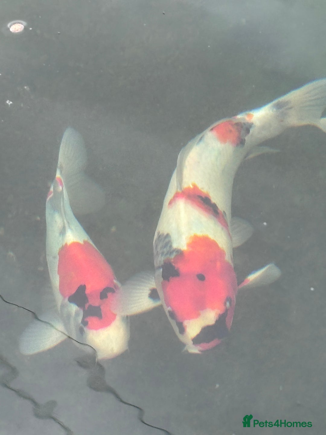 Koi Carp fish for sale: Beautiful Koi Fish - Image 2