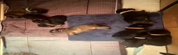 Chiweenie dogs for sale: 8 beautiful chiweenie‘s for sale - Advert 20