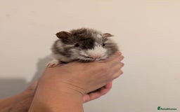 Guinea Pig rodents for sale: 3 x male guinea pigs  - Image 2