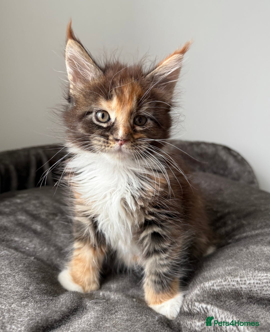 Maine Coon cats for sale: Last boy left💙 Photo update . - Image 6