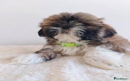 Shih Tzu dogs for sale: Beautiful Shih tzu puppies 🫶🏼 - Image 7