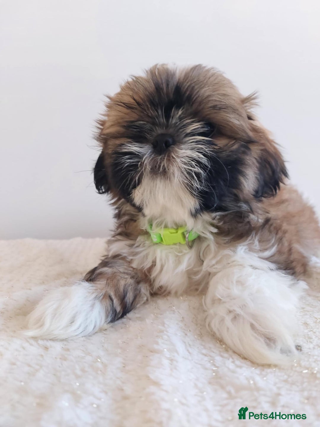 Shih Tzu dogs for sale: Beautiful Shih tzu puppies 🫶🏼 - Image 7