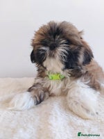 Shih Tzu dogs - Advert 3