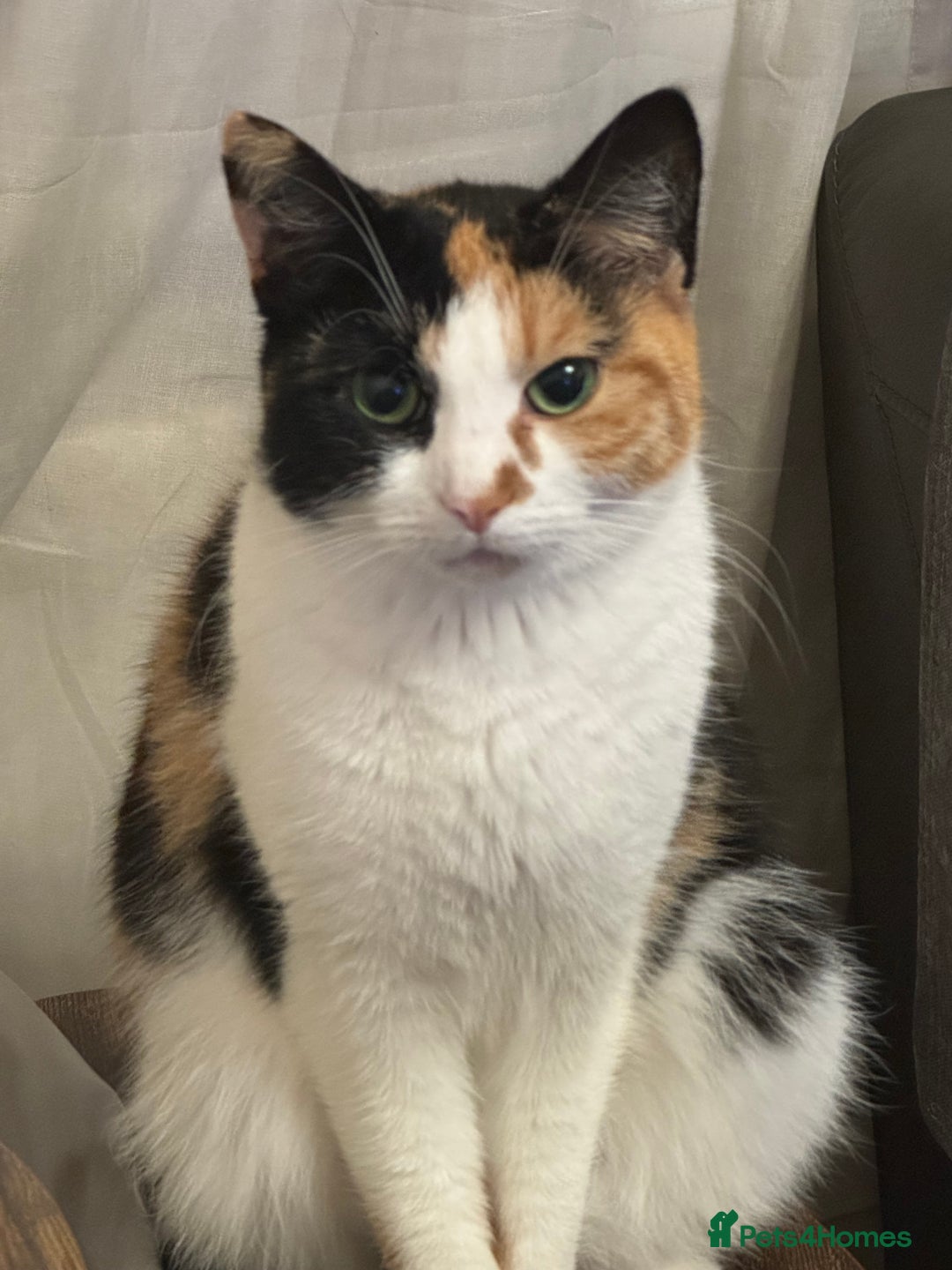 Mixed Breed cats for sale: 3 Beautiful kittens available - Advert 9